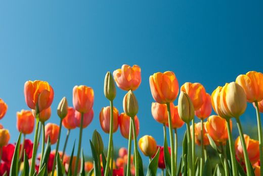 Cómo Combatir la Astenia Primaveral, ¡Belleza y Alergias a Partes Iguales!