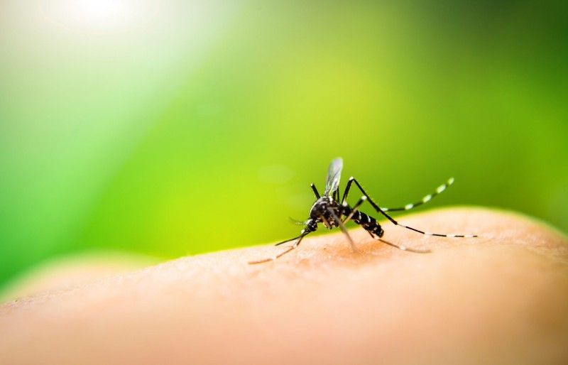 VERANO SIN MOSQUITOS