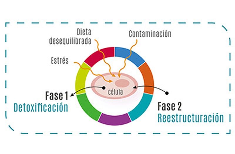 El estudio bionutricional tiene como objetivo optimizar el funcionamiento de nuestras células, restaurando el equilibrio de nuestro organismo.