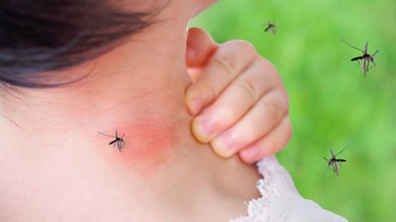 Los mosquitos son insectos que necesitan de altas temperaturas, humedad y agua para su desarrollo y supervivencia. Estas 3 características se dan en verano y es por esto que es cuando pican más.