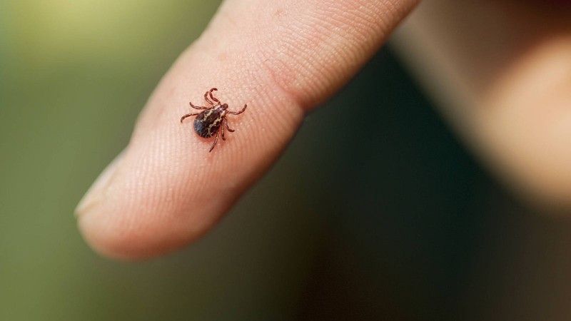 Las garrapatas son unos arácnidos que se posan en pastos y arbustos.